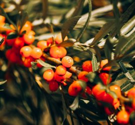 harvest-sea-buckthorn-2022-11-01-04-17-03-utc